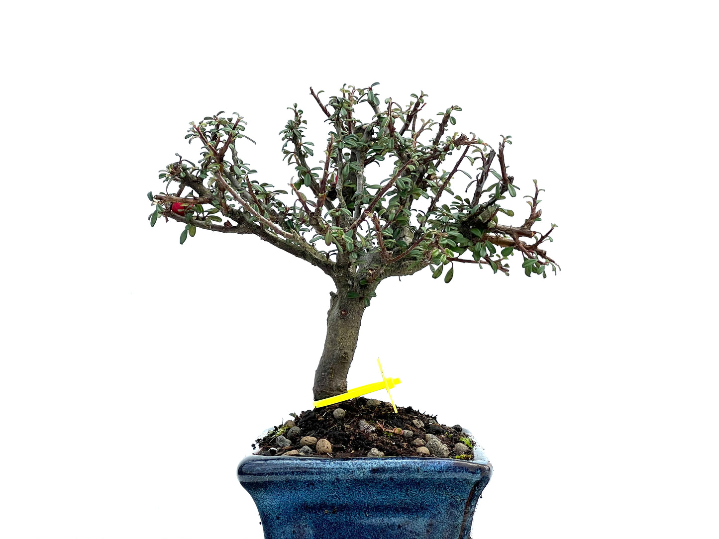 Cotoneaster Microphylla 3695