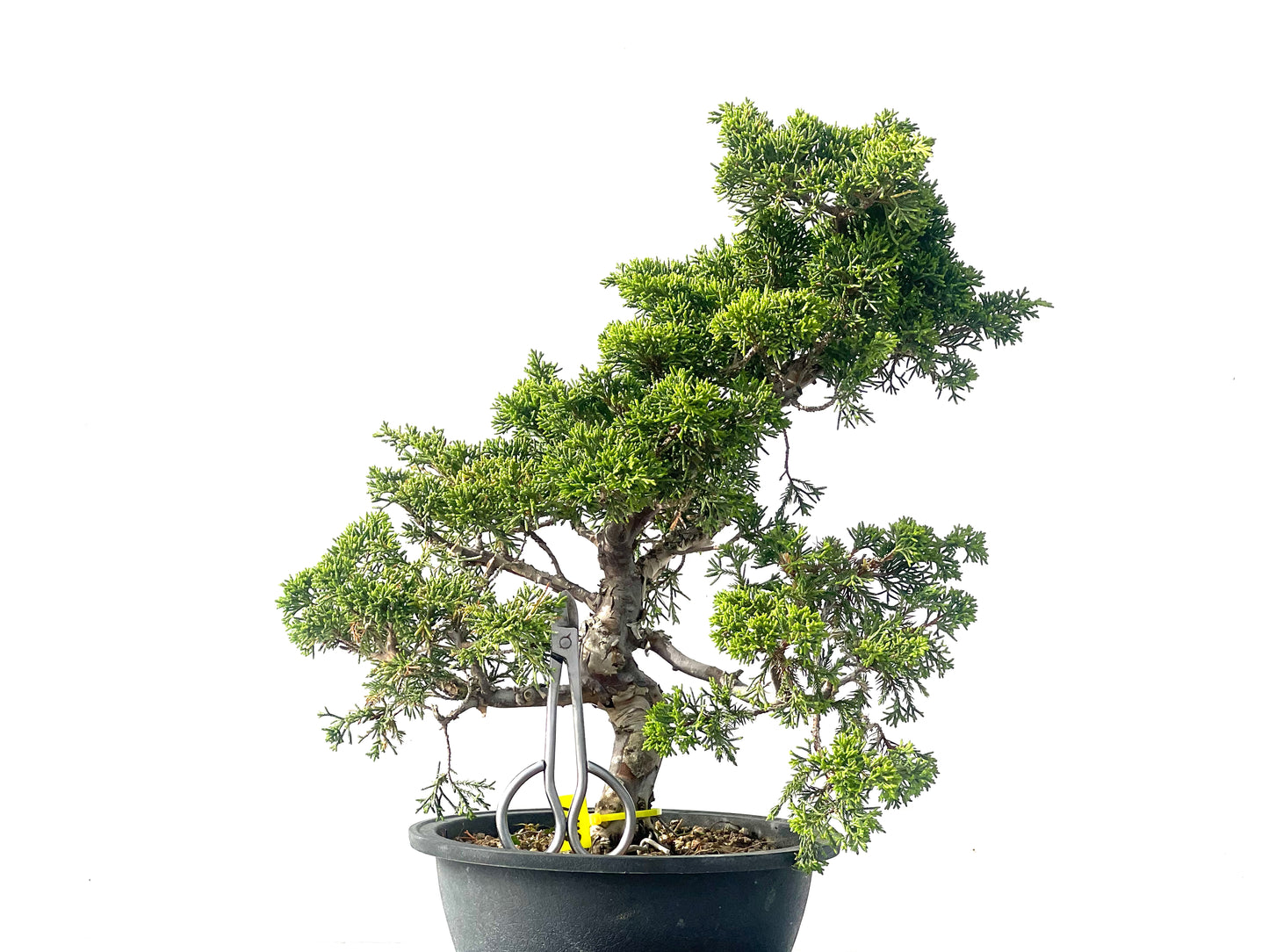 Juniperus Chinensis Itoigawa 2111