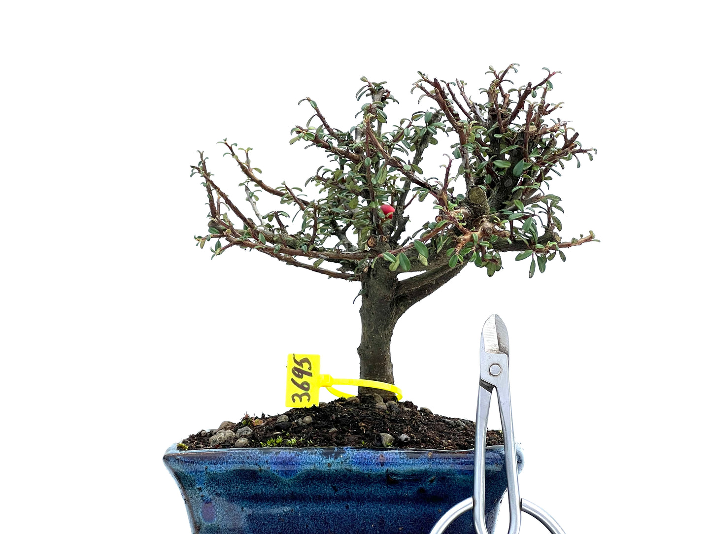 Cotoneaster Microphylla 3695
