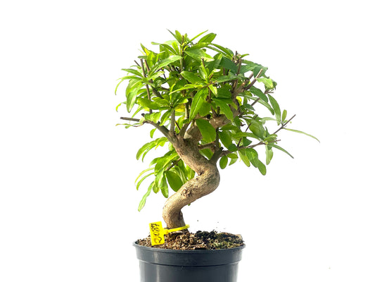 Punica Granatum Nejikan 2087
