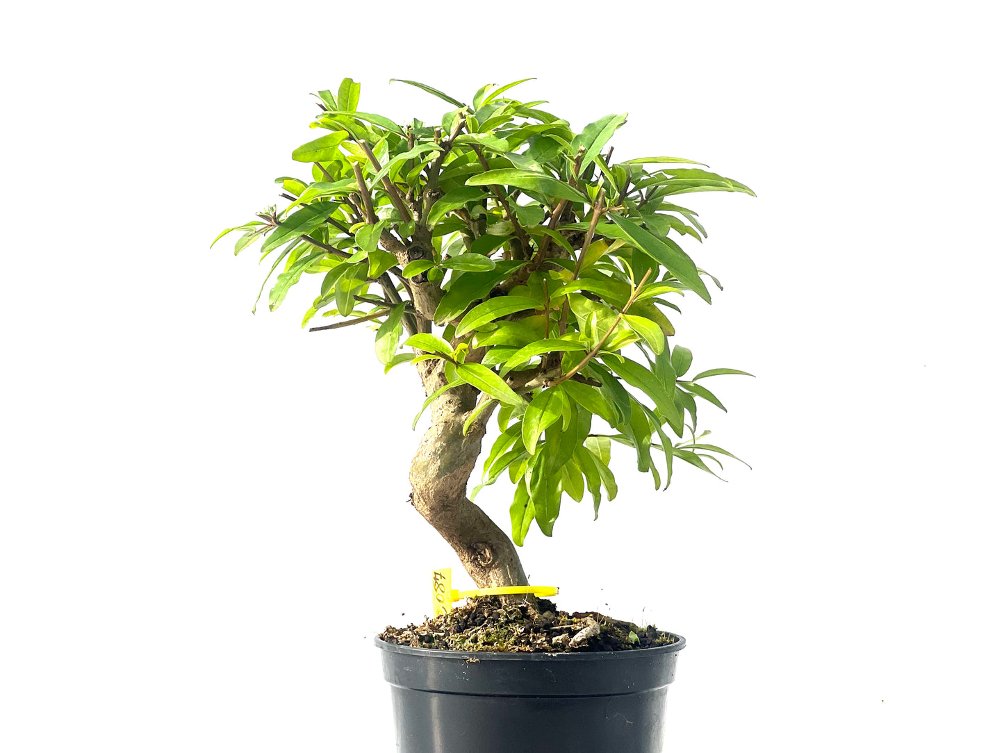 Punica Granatum Nejikan 2087
