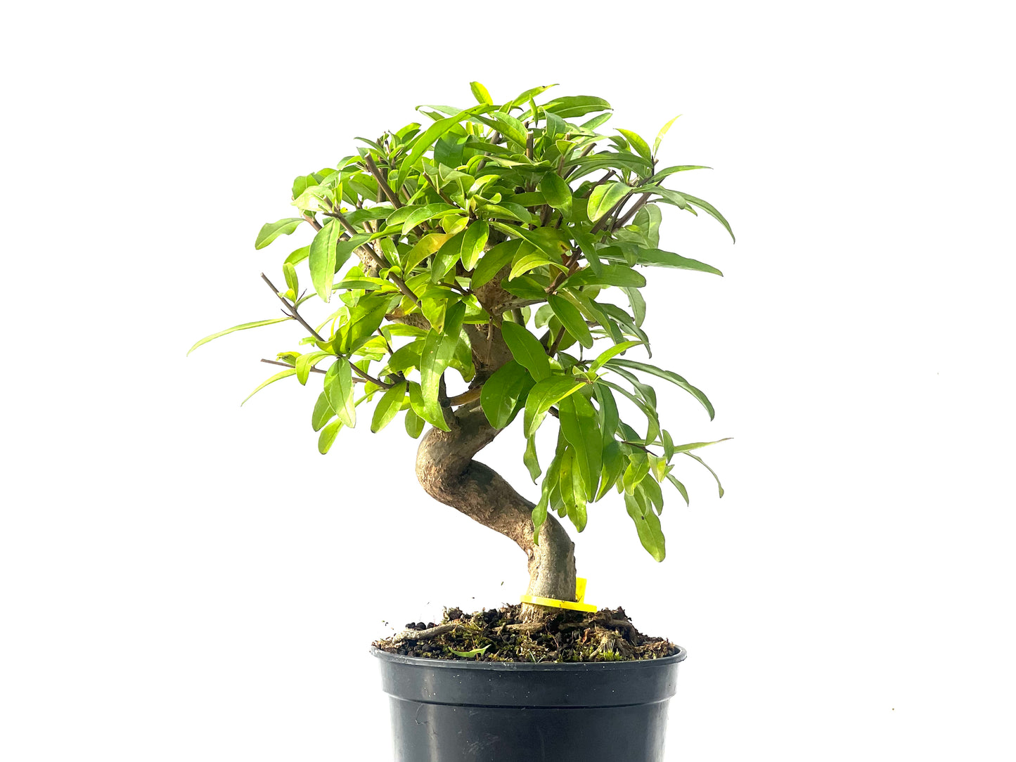 Punica Granatum Nejikan 2087