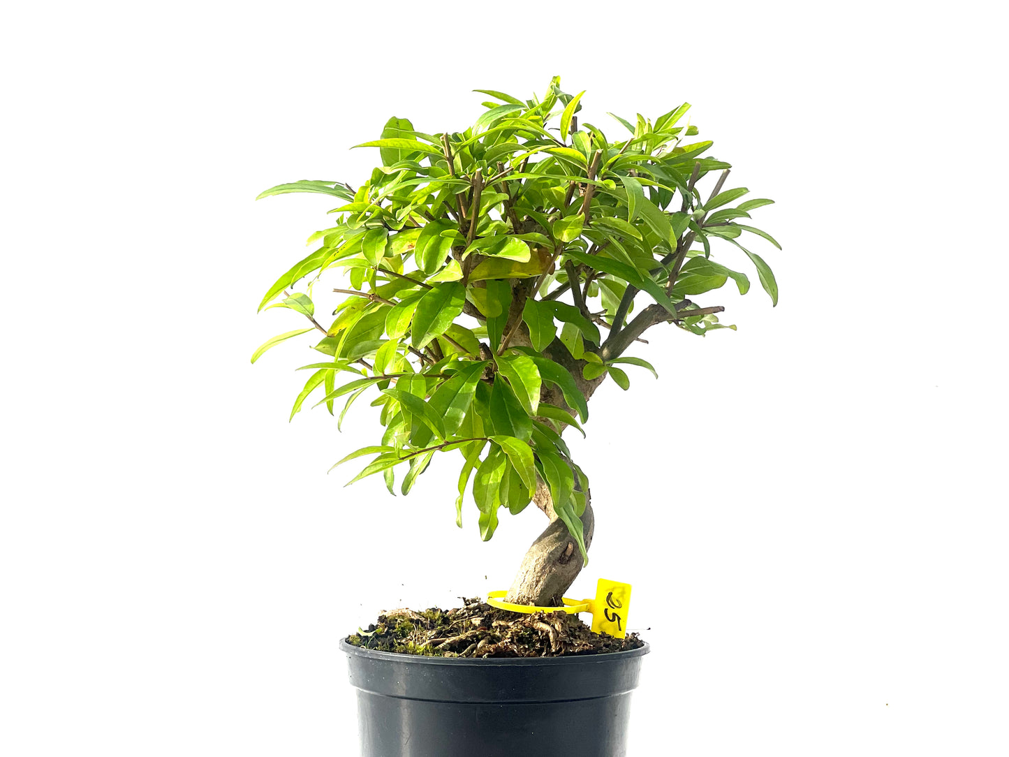 Punica Granatum Nejikan 2087