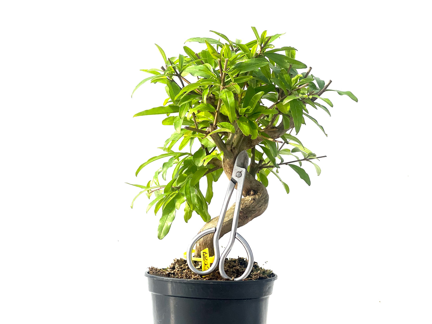 Punica Granatum Nejikan 2087