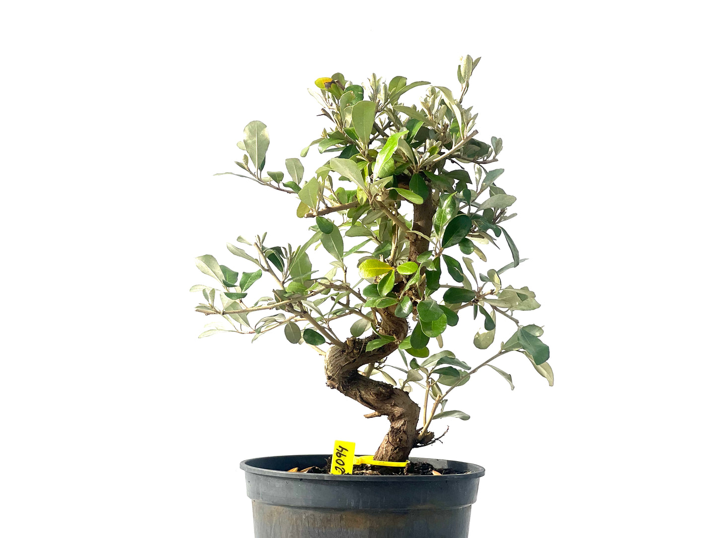 Eleagnus 2094
