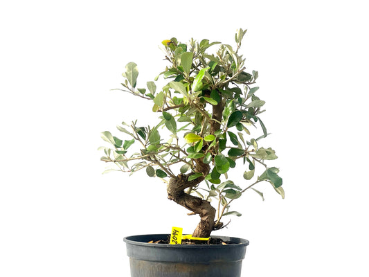 Eleagnus 2094