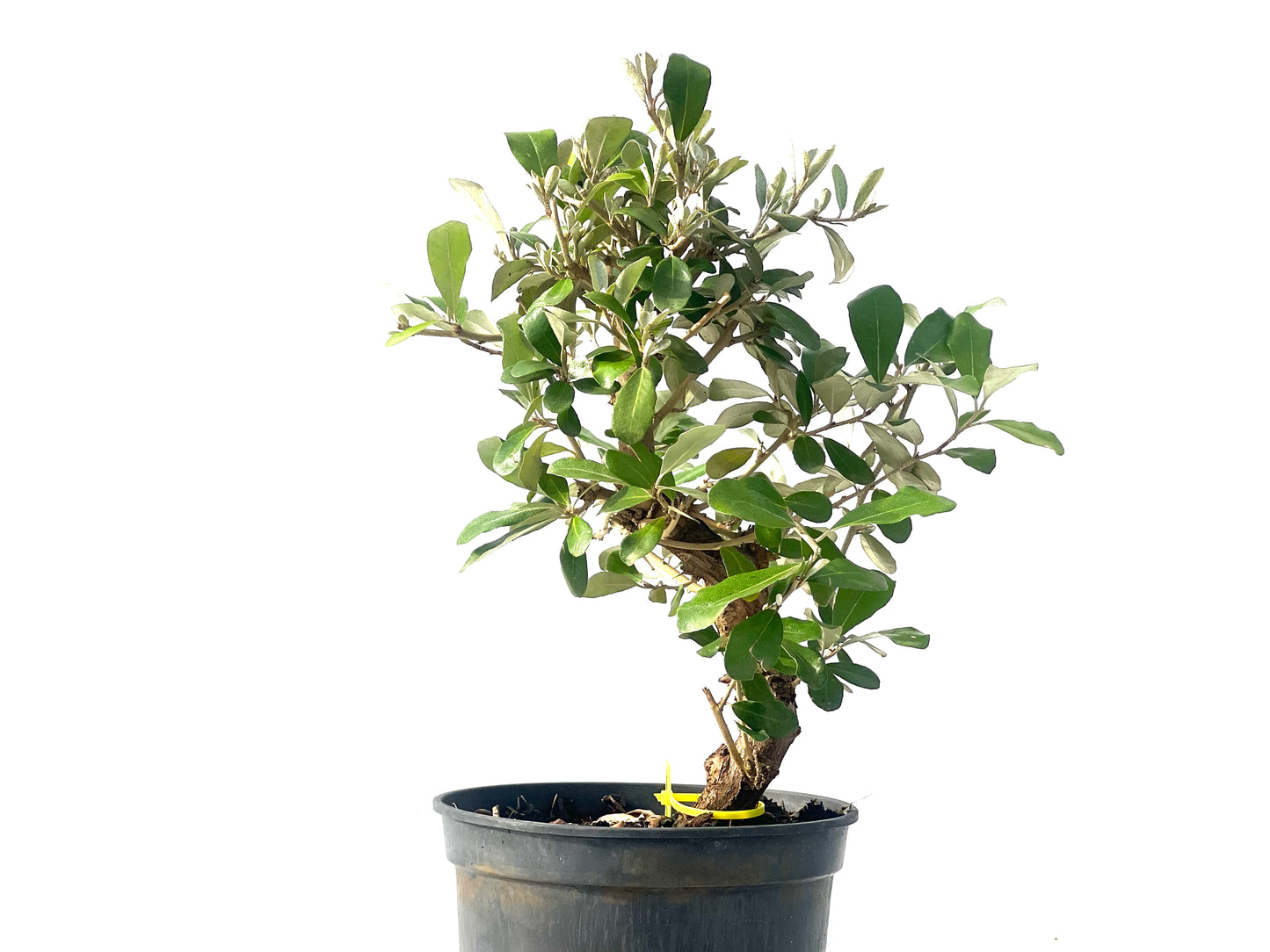 Eleagnus 2094