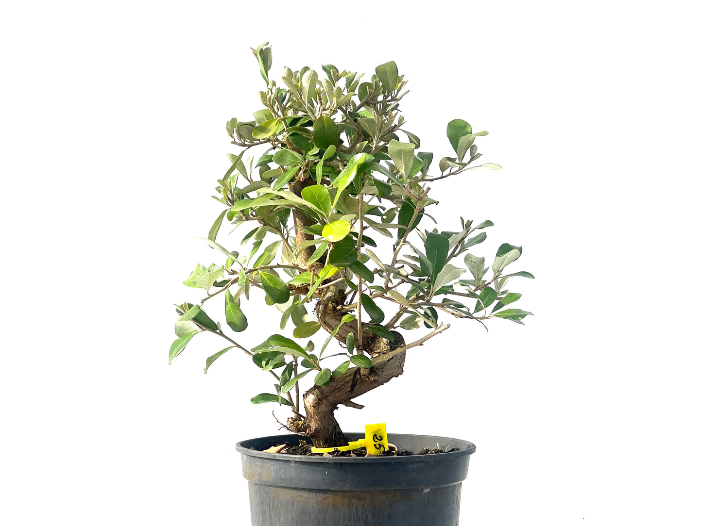 Eleagnus 2094