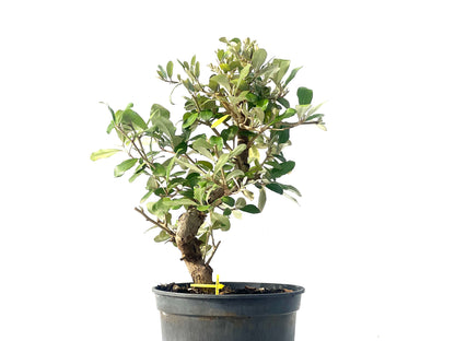 Eleagnus 2094