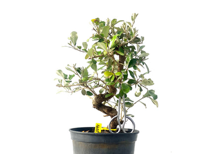 Eleagnus 2094