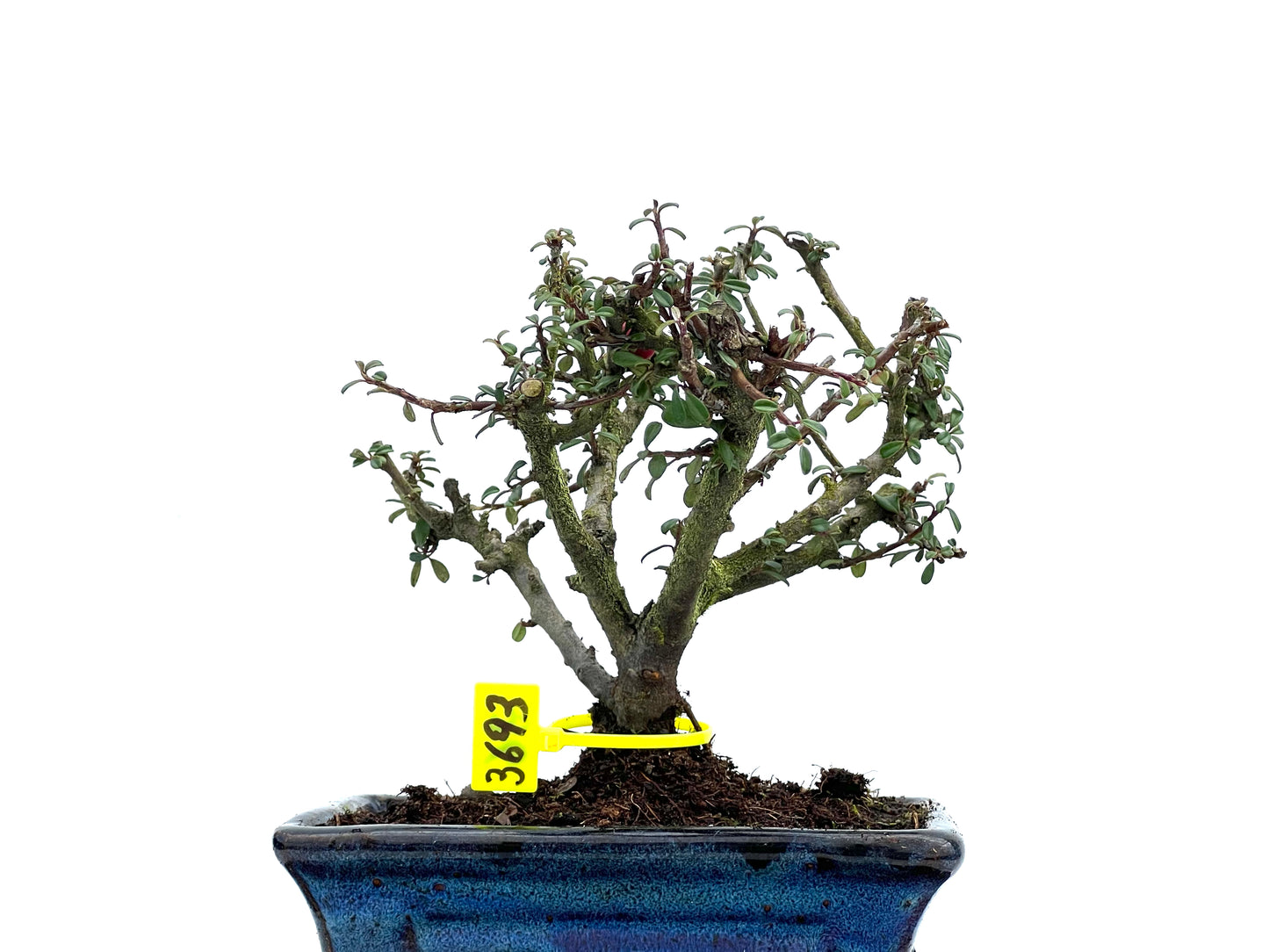 Cotoneaster Microphyllus 3693