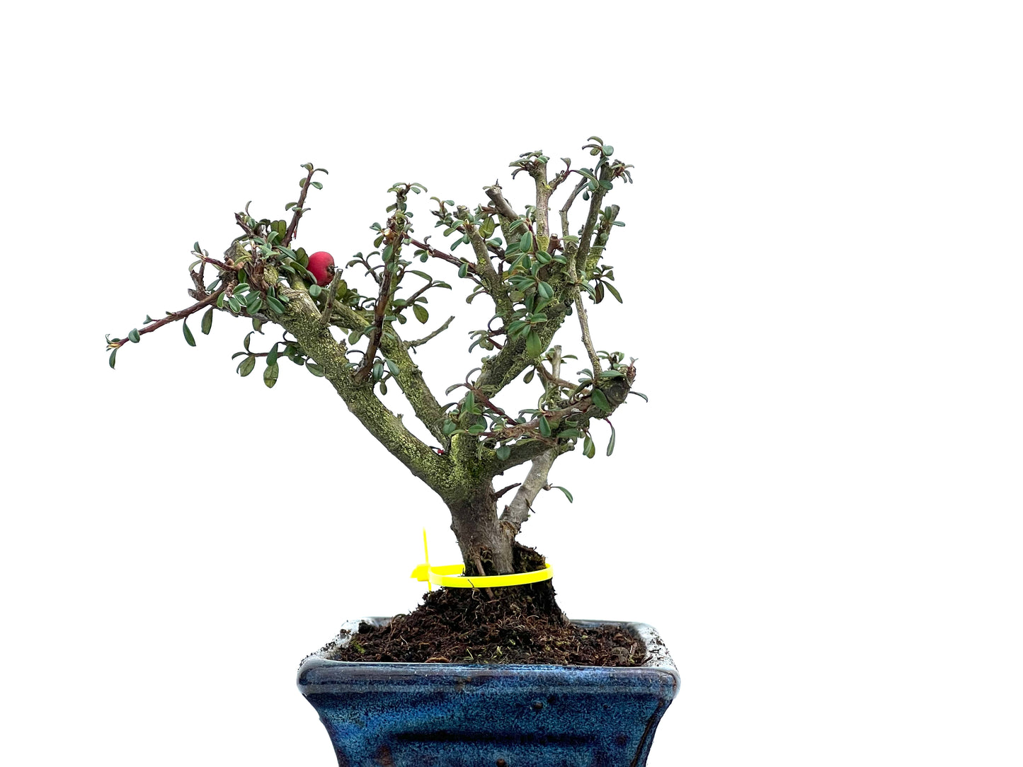 Cotoneaster Microphyllus 3693