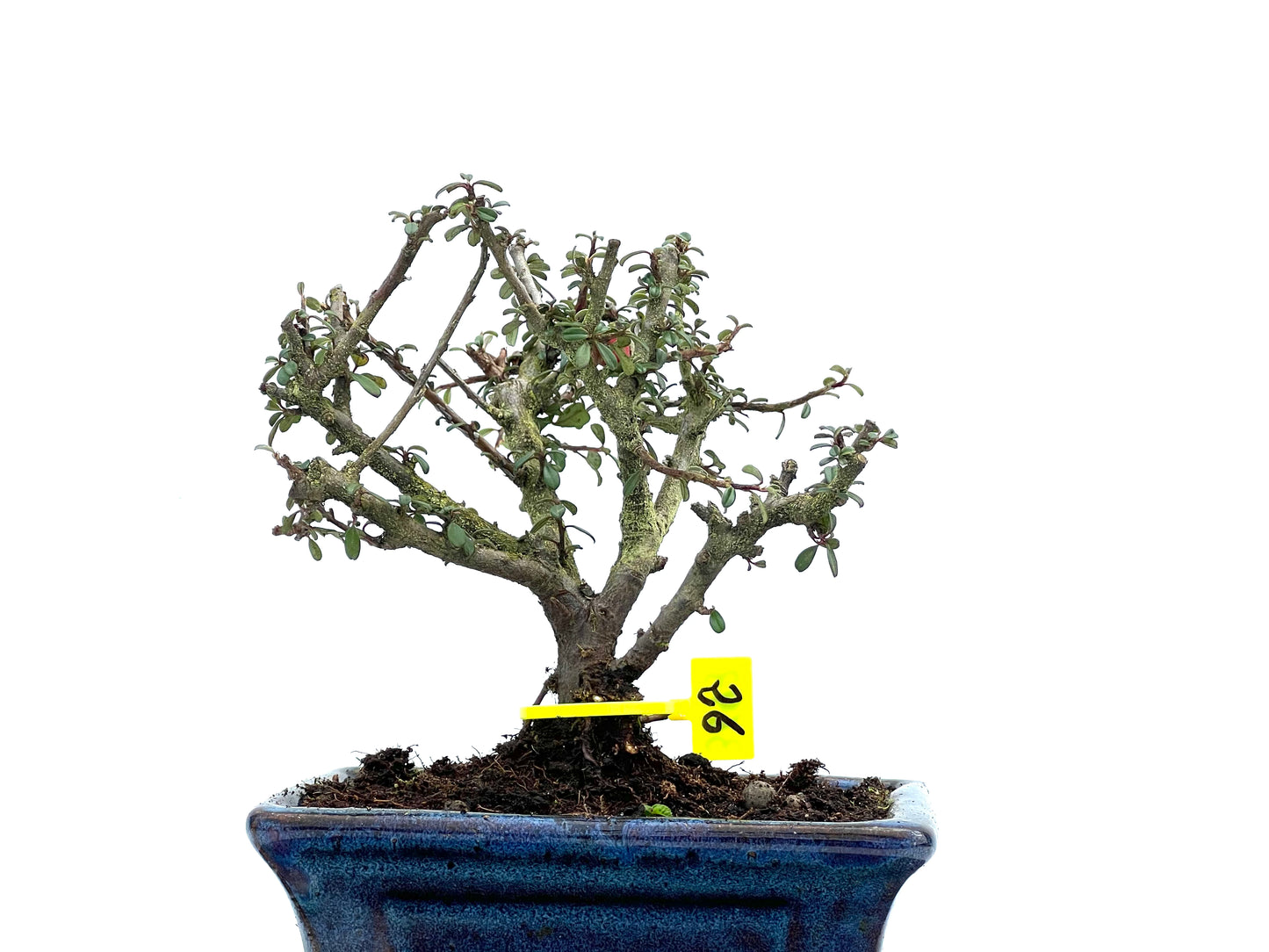 Cotoneaster Microphyllus 3693