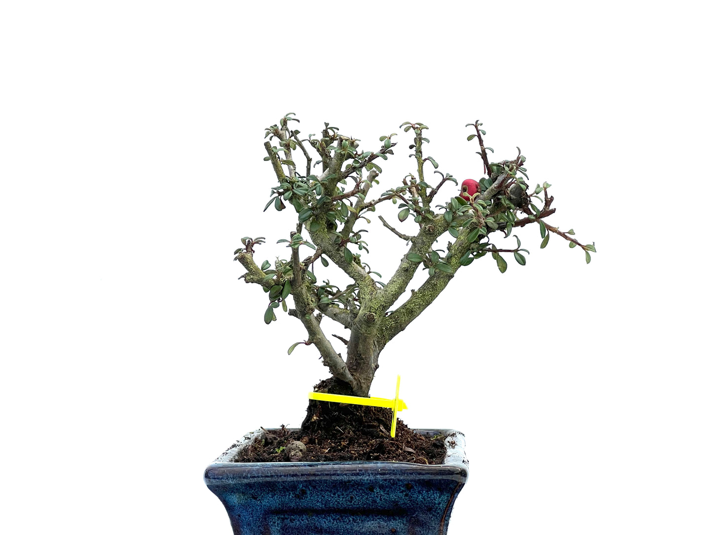 Cotoneaster Microphyllus 3693
