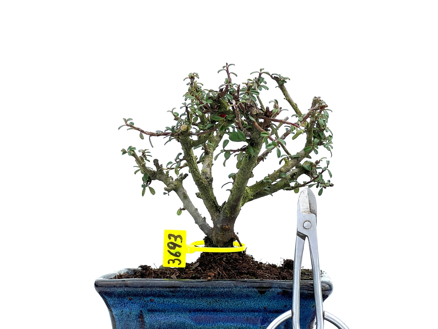 Cotoneaster Microphyllus 3693