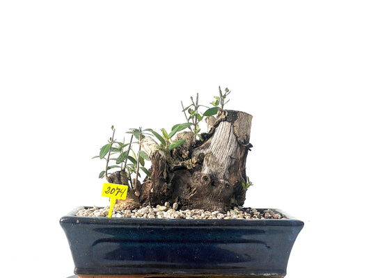 Olea Europaea Sylvestris 2074