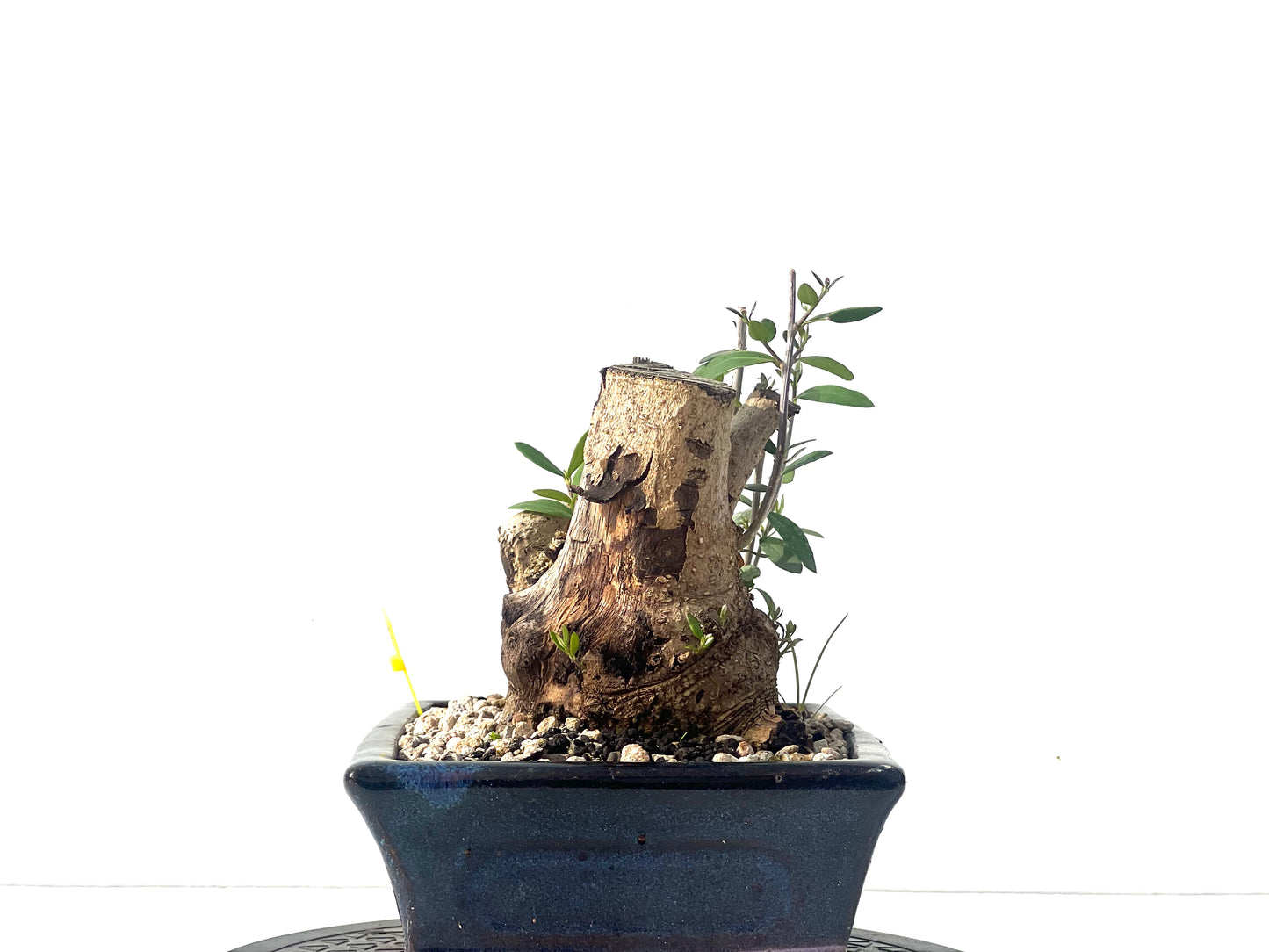 Olea Europaea Sylvestris 2074