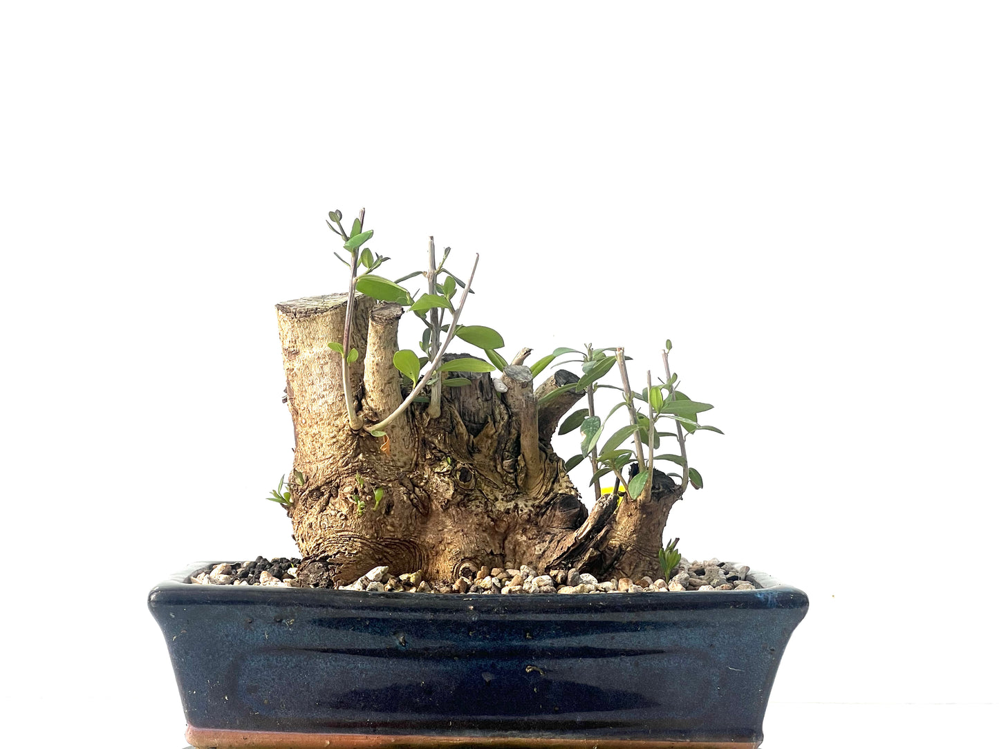 Olea Europaea Sylvestris 2074