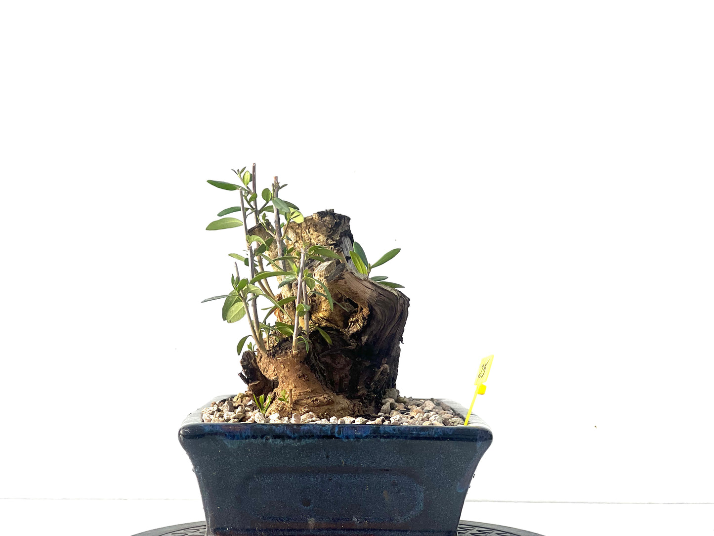 Olea Europaea Sylvestris 2074