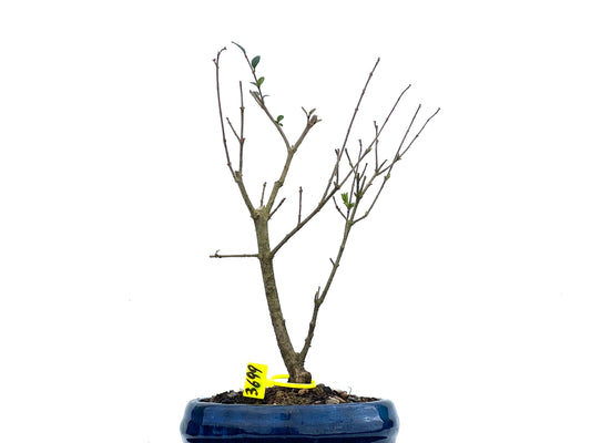 Ligustrum Ibota 3699