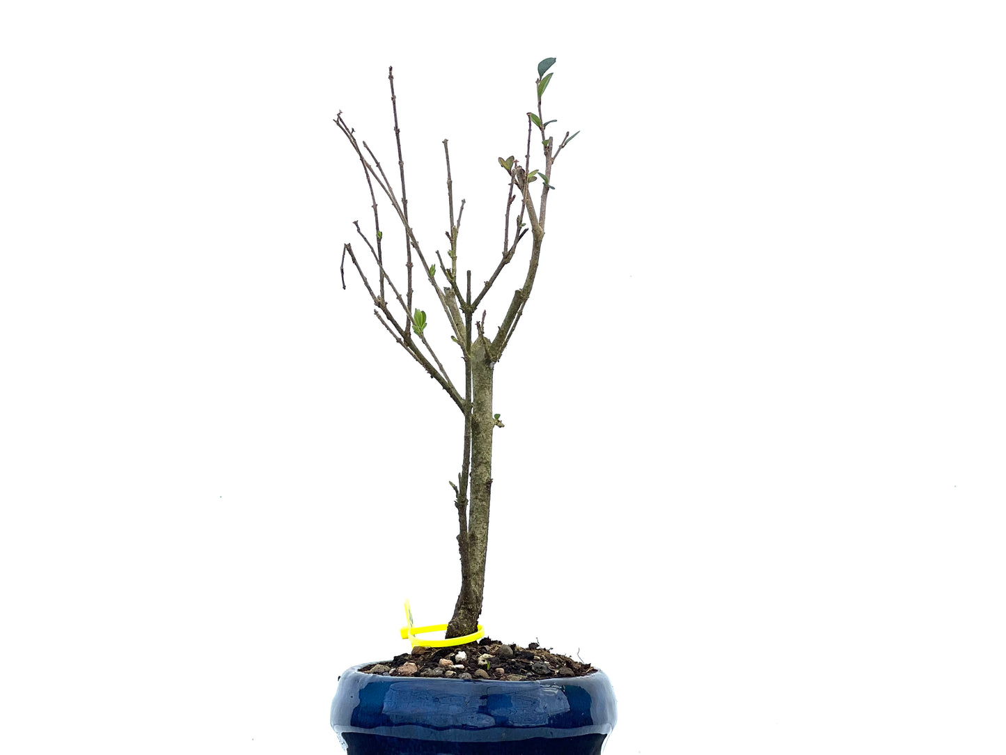 Ligustrum Ibota 3699