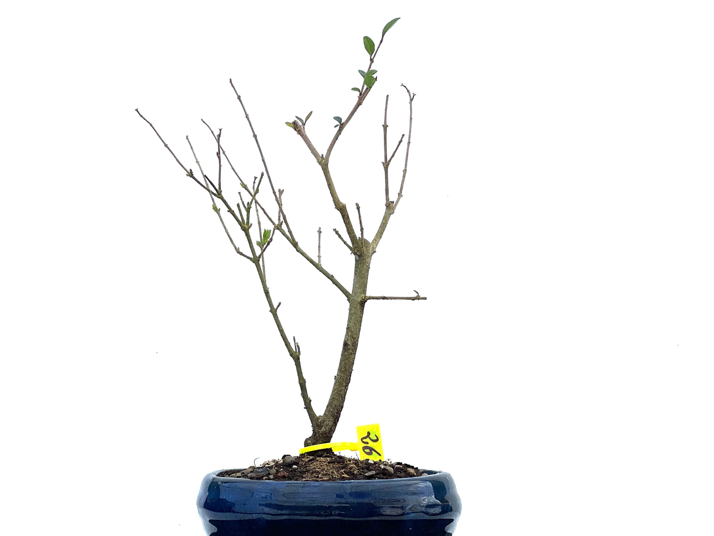 Ligustrum Ibota 3699