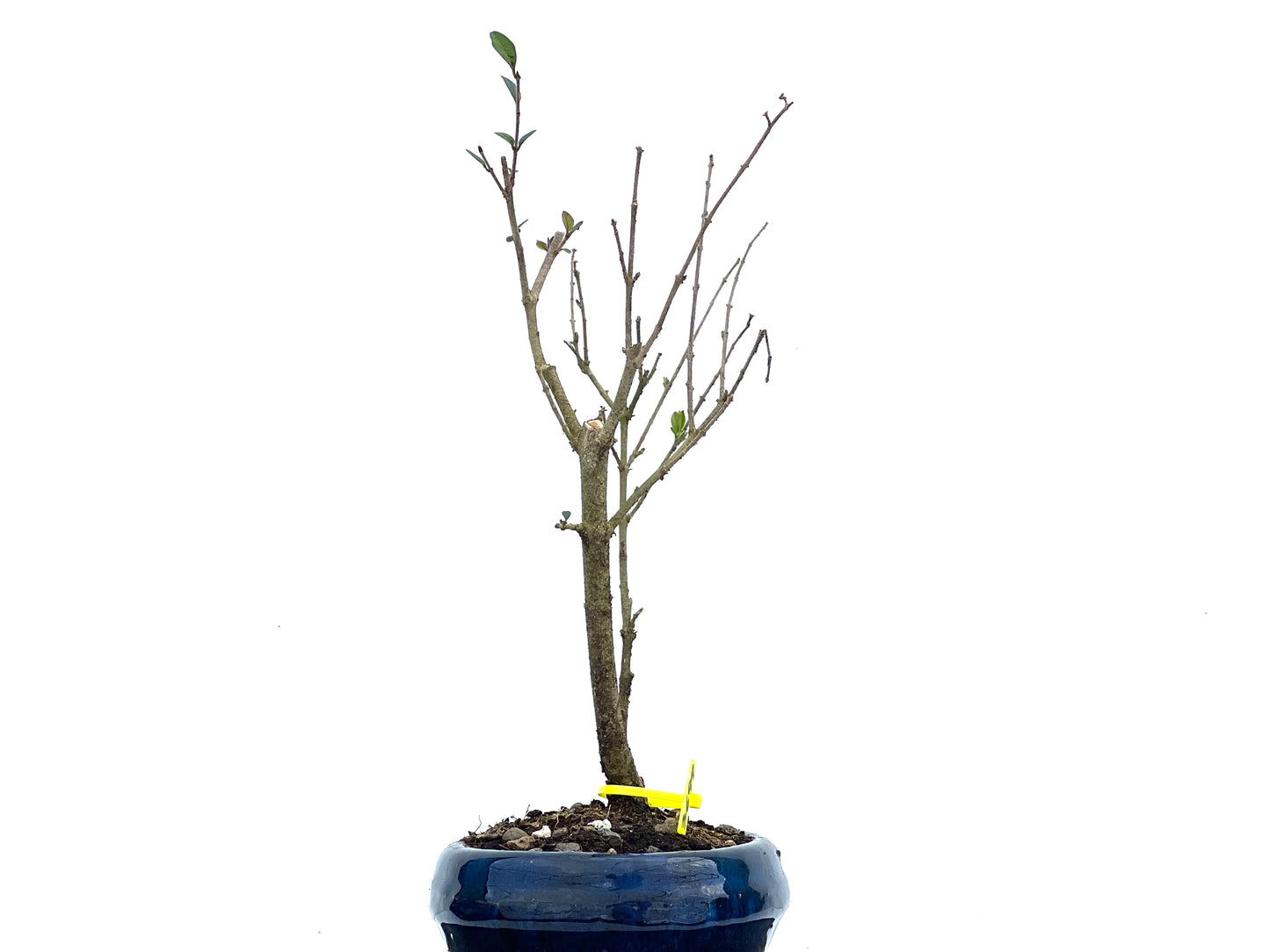Ligustrum Ibota 3699