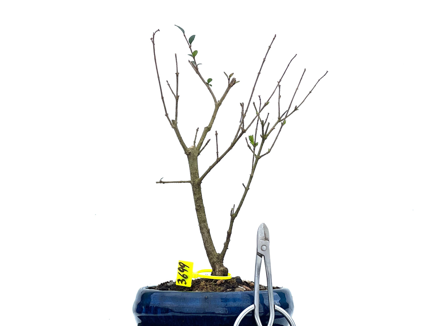 Ligustrum Ibota 3699