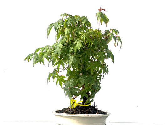 Arce Palmatum 2112