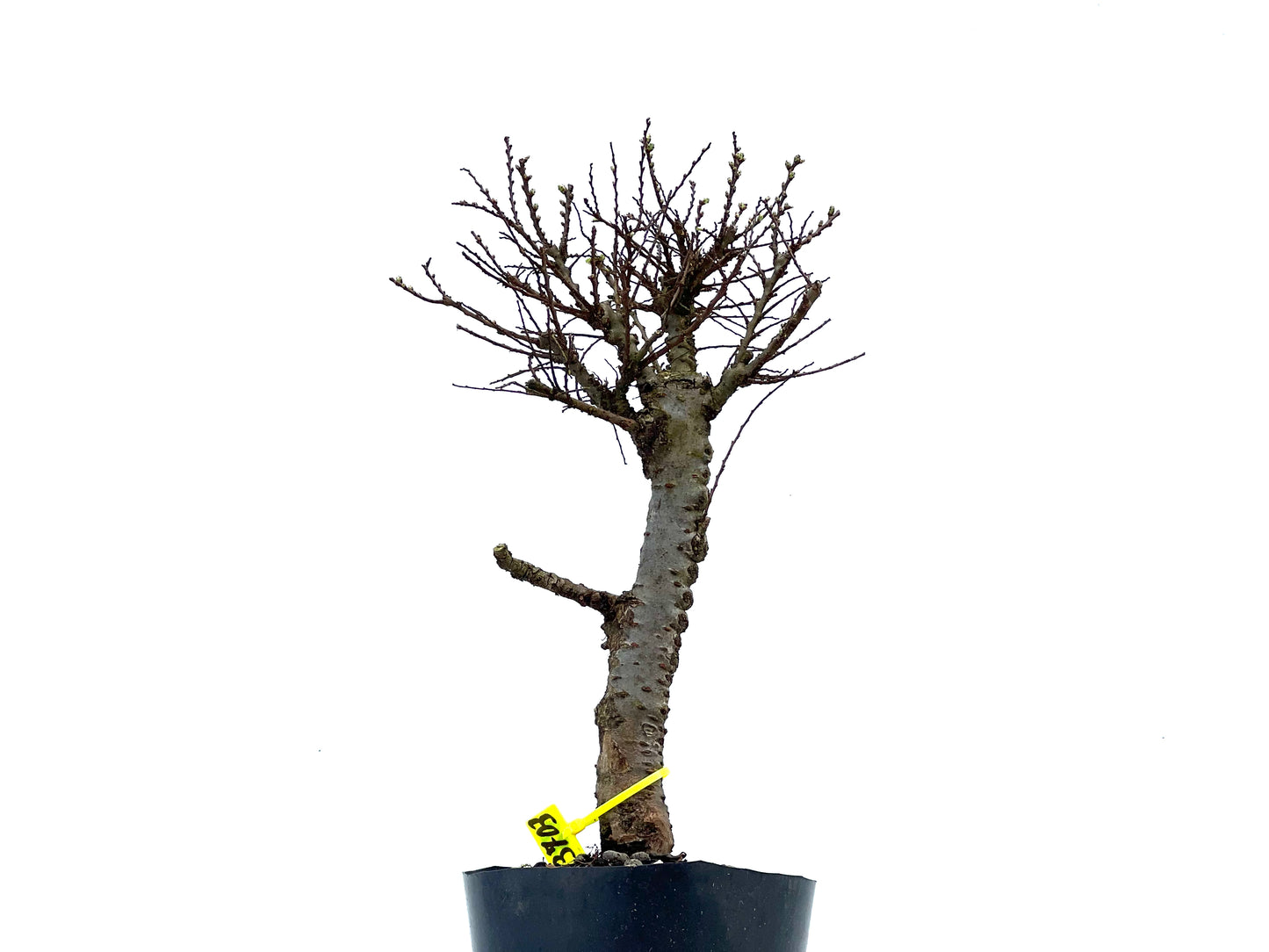 Ulmus Hokkaido 3703