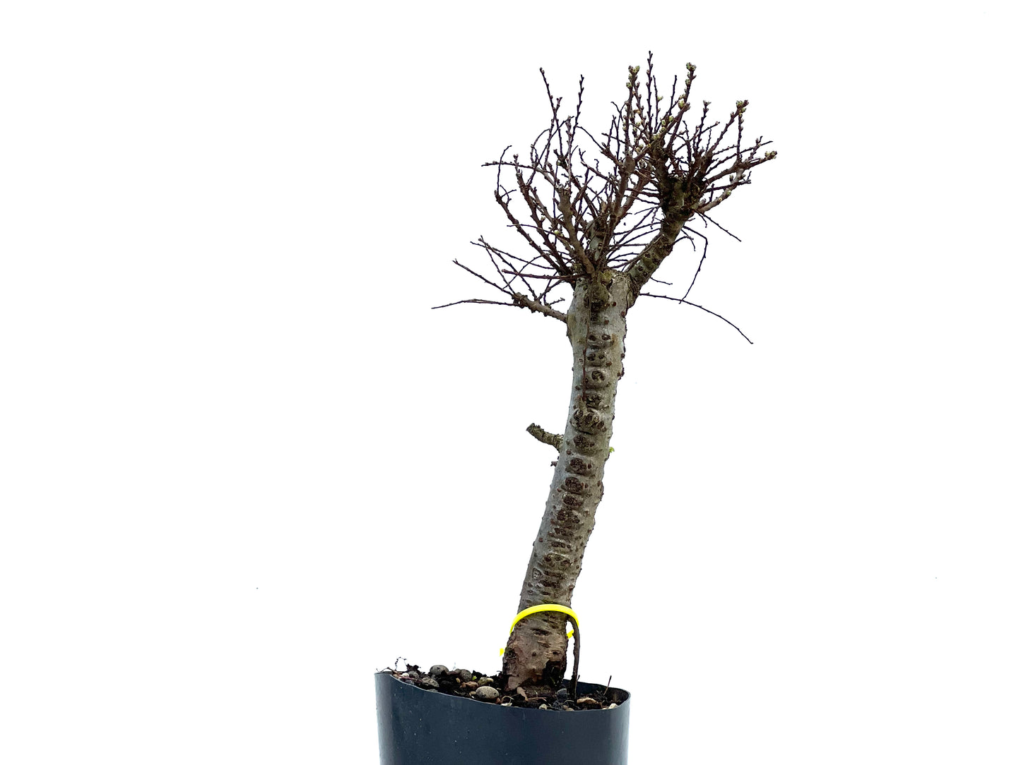Ulmus Hokkaido 3703