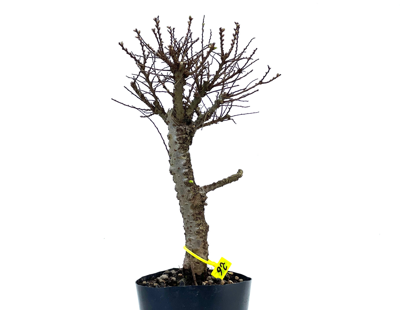 Ulmus Hokkaido 3703