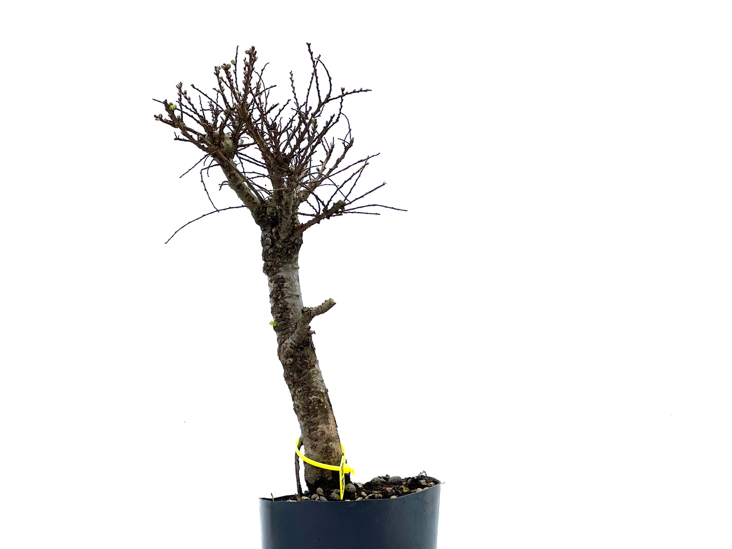 Ulmus Hokkaido 3703