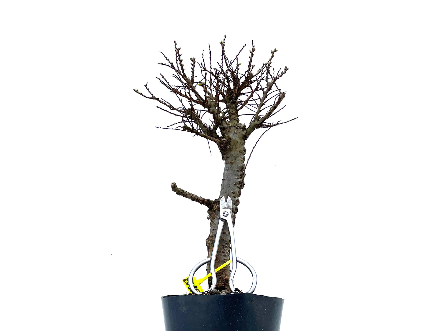 Ulmus Hokkaido 3703