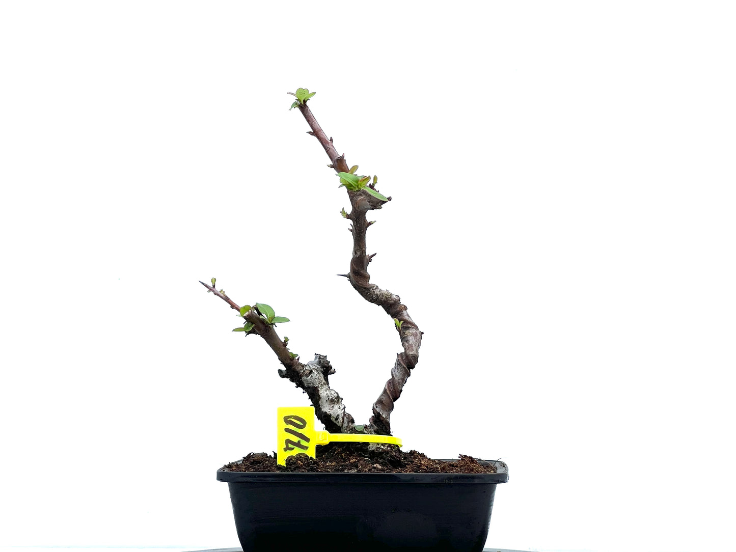 Pyracantha 3710