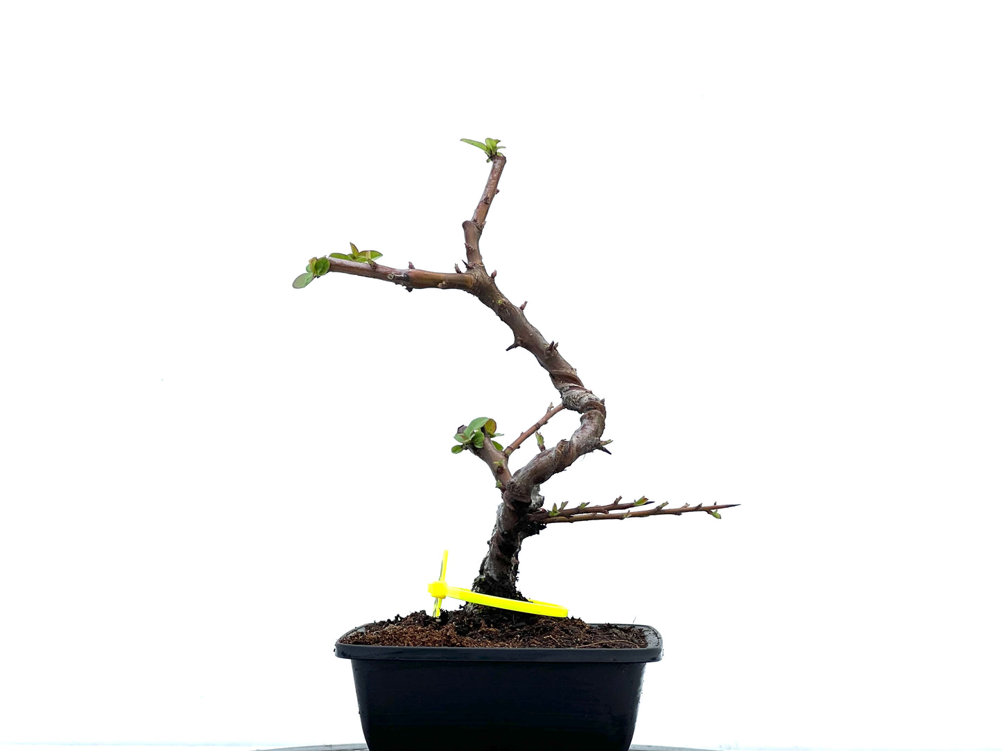 Pyracantha 3710