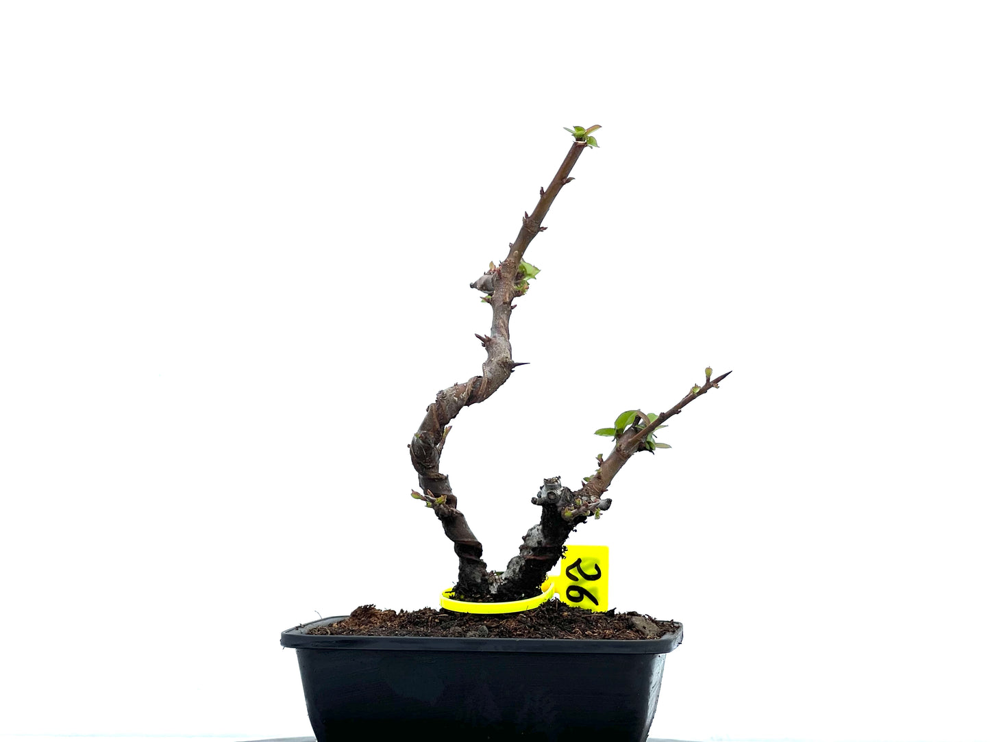 Pyracantha 3710