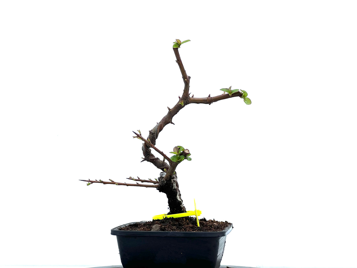 Pyracantha 3710