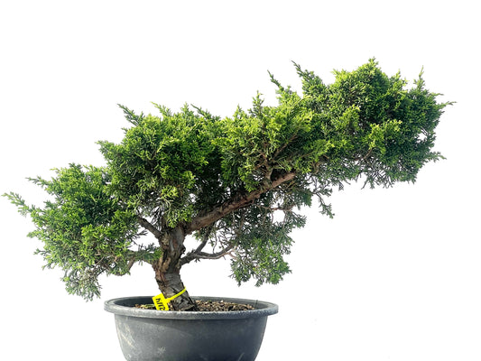 Juniperus Chinensis Itoigawa 2114