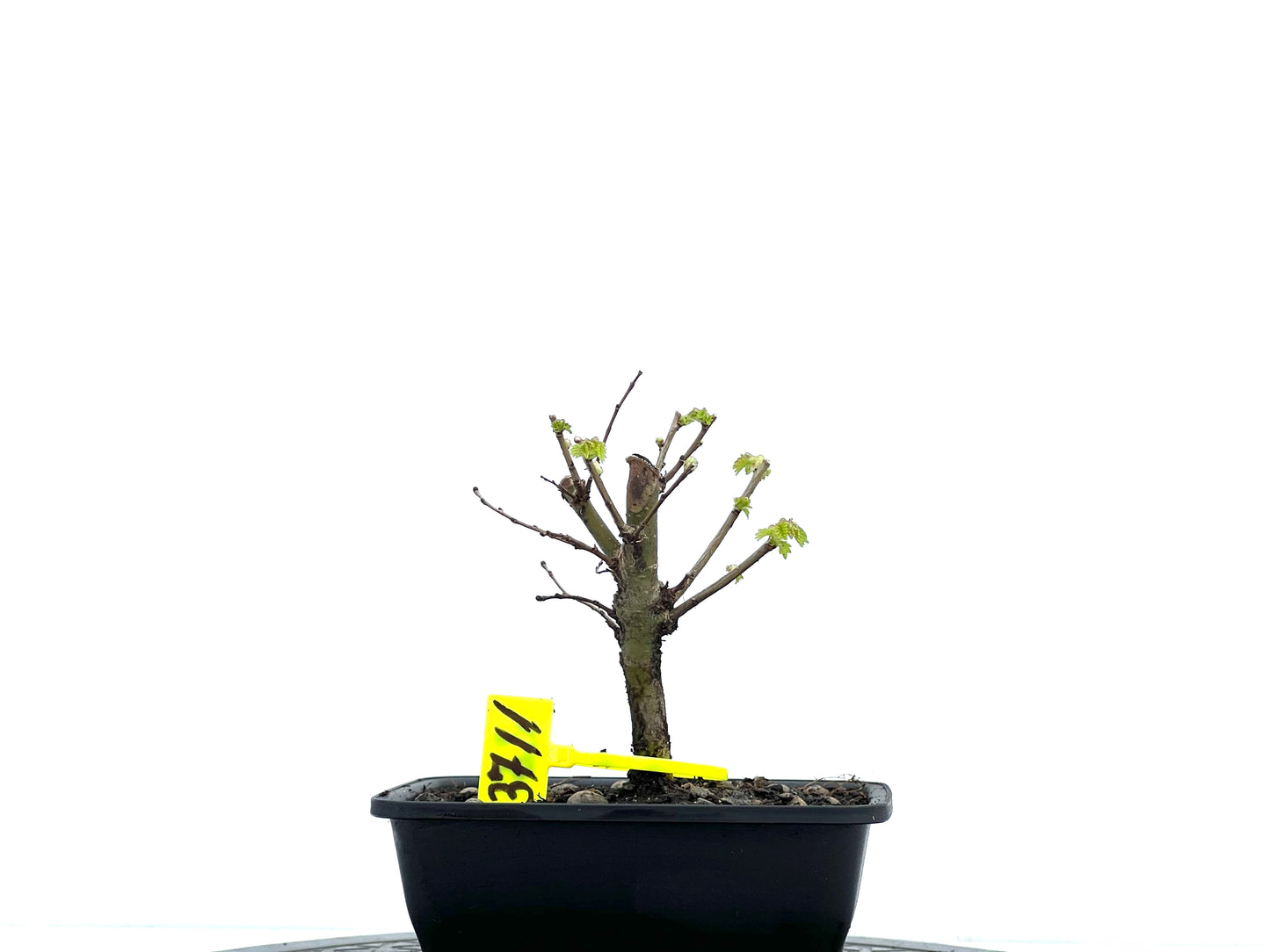 Ulmus Minor 3711