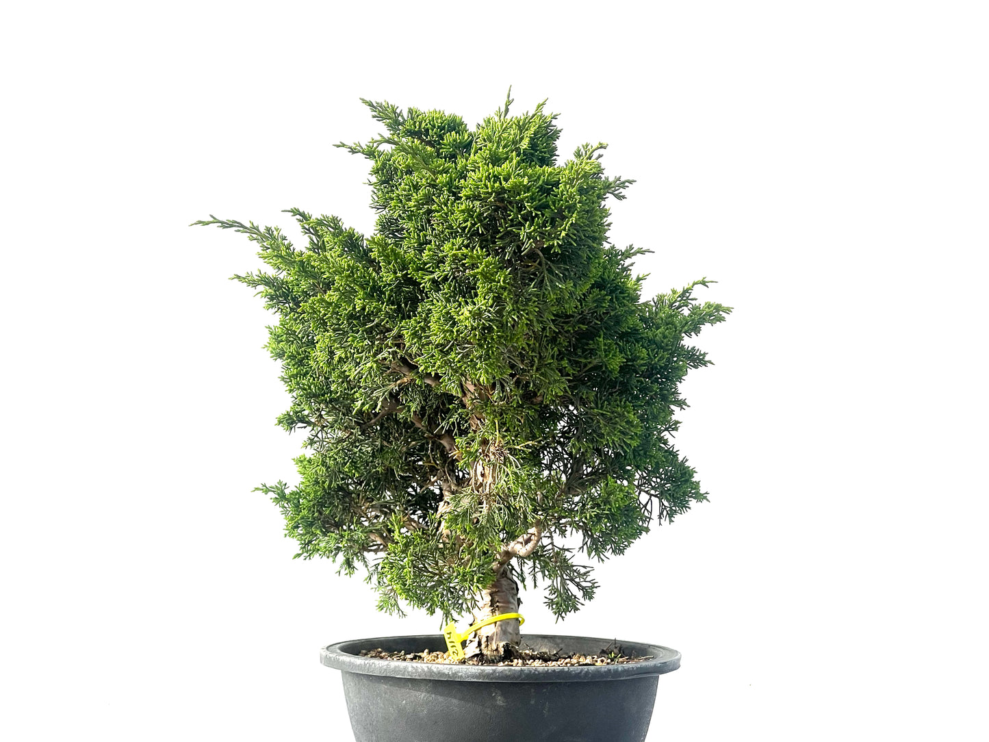 Juniperus Chinensis Itoigawa 2114