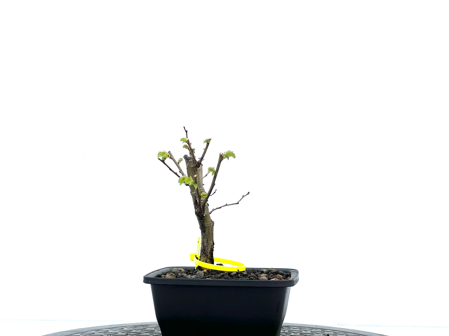 Ulmus Minor 3711