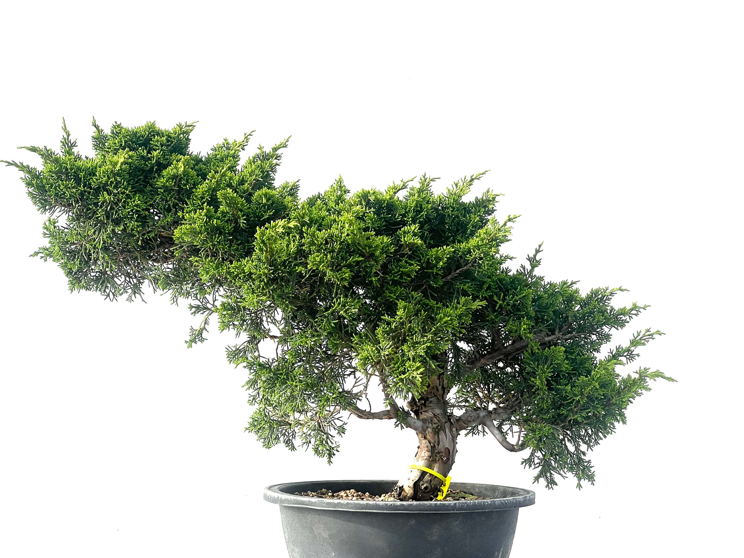 Juniperus Chinensis Itoigawa 2114