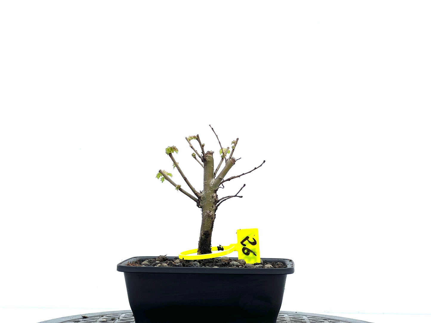 Ulmus Minor 3711