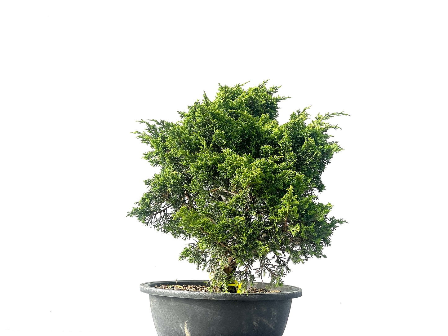 Juniperus Chinensis Itoigawa 2114