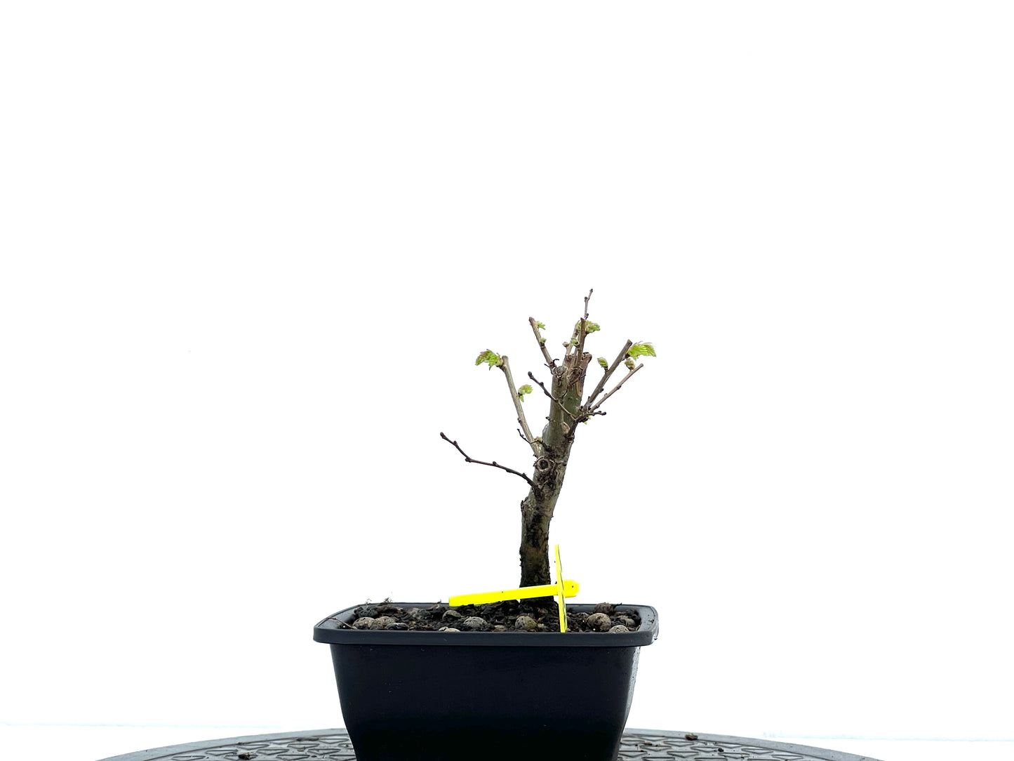 Ulmus Minor 3711