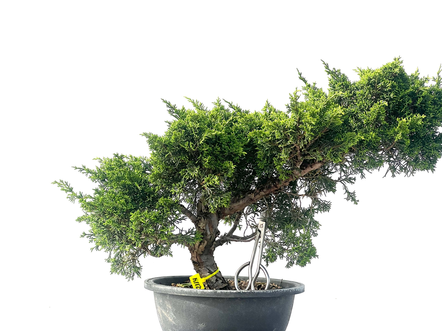Juniperus Chinensis Itoigawa 2114