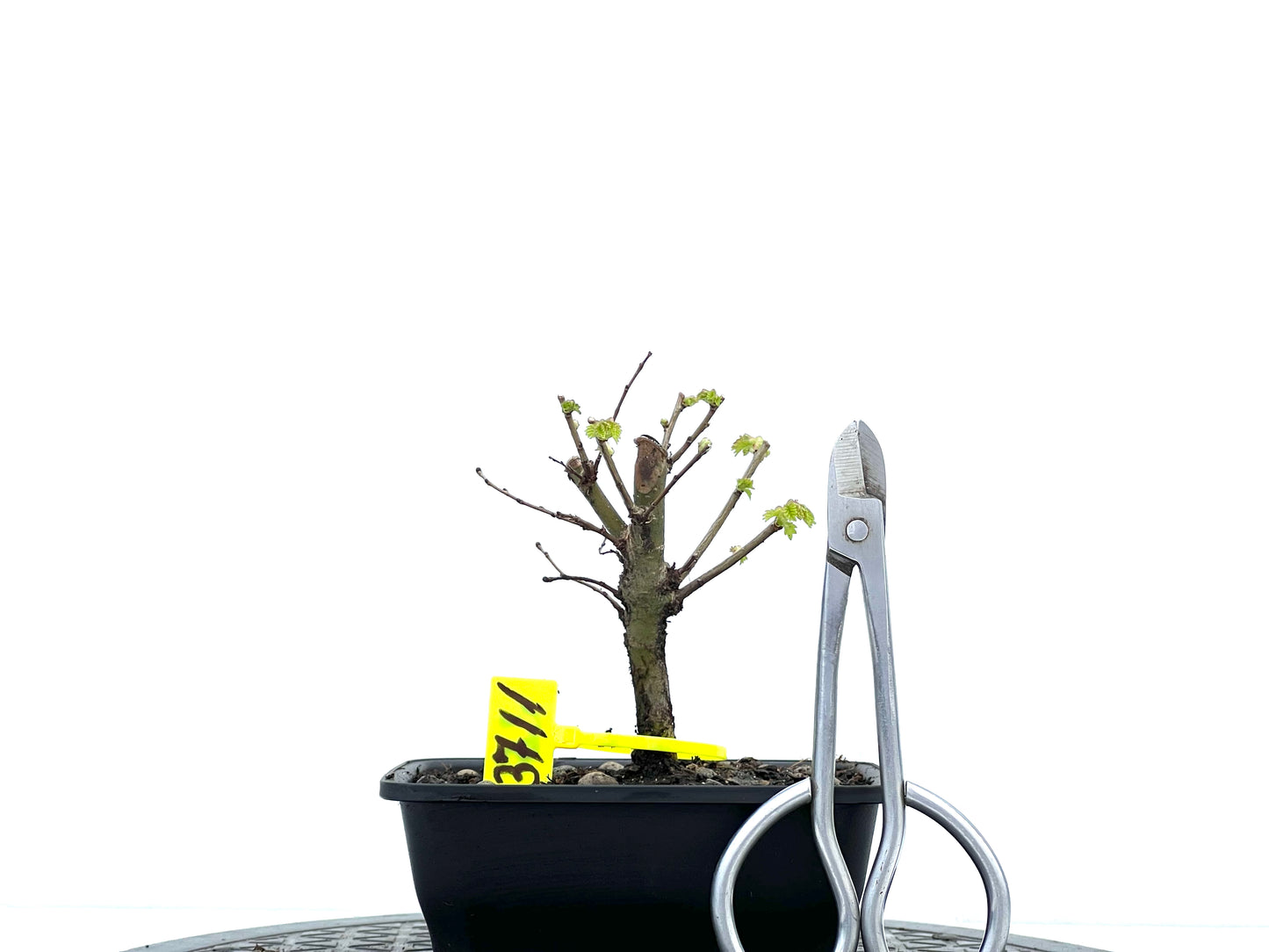 Ulmus Minor 3711