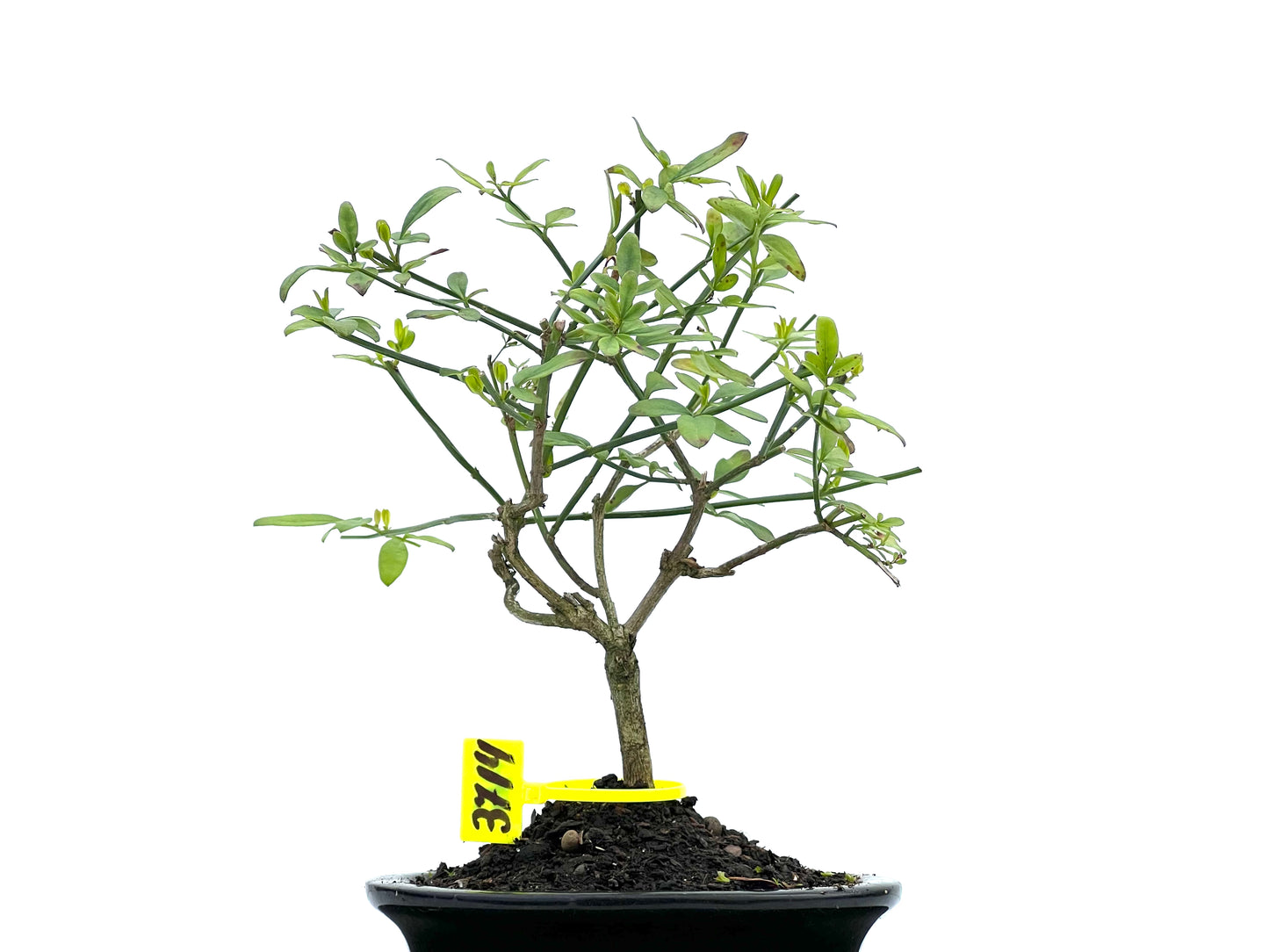 Jasminum Nodiflorum 3714