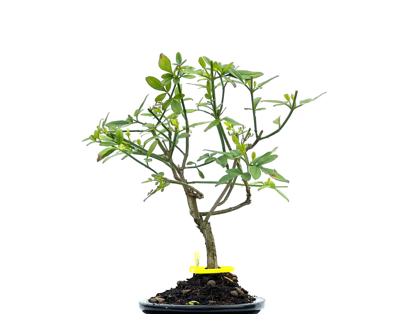 Jasminum Nodiflorum 3714